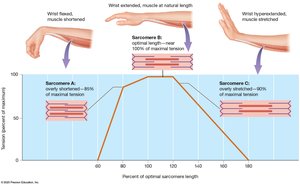 The length-tension relationship in muscle fibers