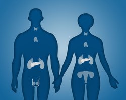 Diagram of main endocrine glands in male and female bodies