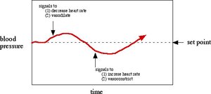 Negative feedback loop for body temperature