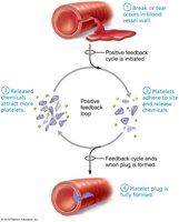 Positive feedback loop in blood clotting
