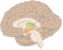 Sagittal section of brain showing hypothalamus and pituitary