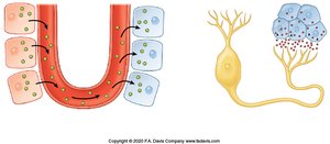 Table comparing nervous and endocrine systems
