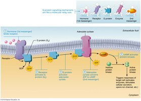 Water-soluble hormone mechanism