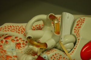 Inner ear showing semicircular canals, vestibule, and cochlea