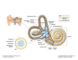 Diagram of bony and membranous labyrinths of the inner ear