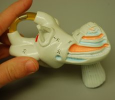 Inner ear showing oval and round windows and cochlear ducts