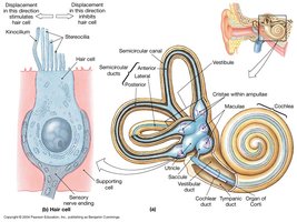 Diagram of hair cell structure with stereocilia and kinocilium