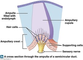 Cross section of ampulla in semicircular duct showing hair cells and cupula
