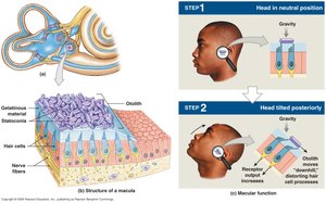 Structure of macula in vestibule with otolithic membrane and hair cells