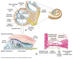 Diagram of the Organ of Corti in the cochlea