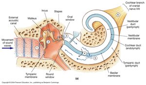 Diagram showing the hearing process from sound waves to nerve impulses