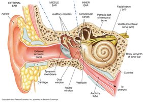 Anatomy of the ear showing external, middle, and inner ear regions