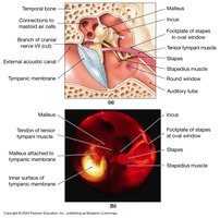 Middle ear anatomy with ossicles and muscles