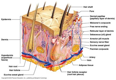Cross-section of skin showing epidermis, dermis, hypodermis, glands, hair, and nerves