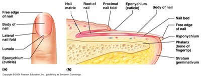 Structure of a nail showing nail matrix, root, body, cuticle, and nail bed