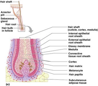 Longitudinal section of hair follicle showing hair shaft, matrix, papilla, and associated structures
