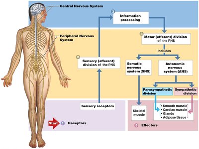 Diagram of the nervous system divisions and pathways