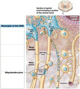 Neuroglia of the CNS and myelination