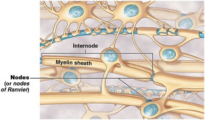 Myelin sheath and nodes of Ranvier