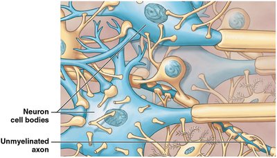 Gray matter and unmyelinated axons