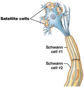 Schwann cells and satellite cells in the PNS