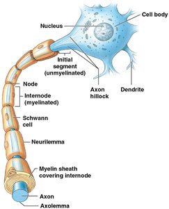 Myelination by Schwann cells