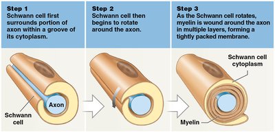 Steps of myelination by Schwann cells