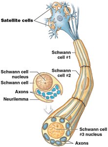 Unmyelinated axons in the PNS