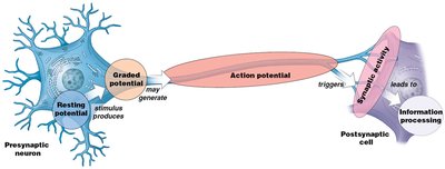 Sequence of neuronal potentials