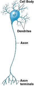 Basic structure of a neuron