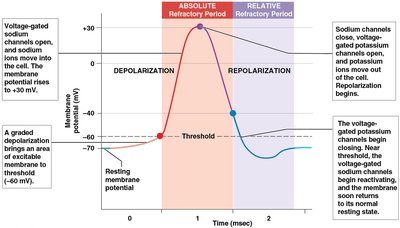 Action potential graph with depolarization and repolarization