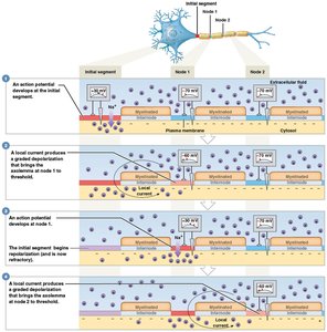 Saltatory conduction in myelinated axons
