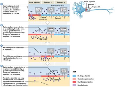 Continuous propagation in unmyelinated axons