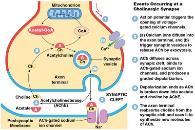 Events at a cholinergic synapse