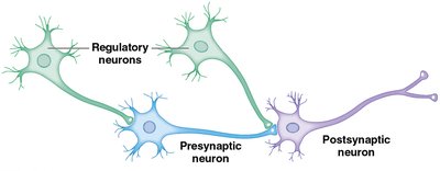 Regulatory neurons modulating synaptic activity