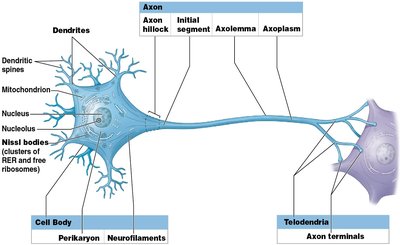 Detailed labeled neuron structure