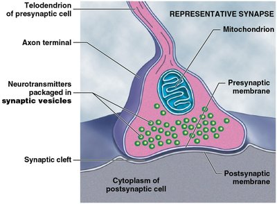 Representative synapse structure