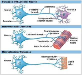 Types of synapses: neuron-neuron, neuromuscular, neuroglandular