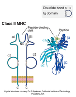 Structure of MHC class II molecule