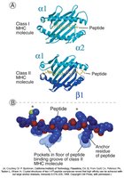 Diagram of peptide binding to MHC and T cell receptor
