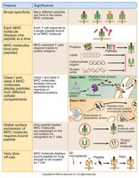 Table of features and significance of peptide-MHC interactions