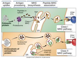Diagram of class I and class II MHC antigen processing pathways