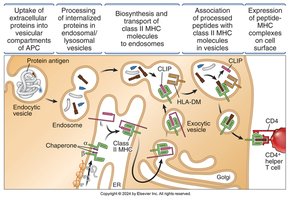 Expression of peptide-class II MHC complexes on cell surface