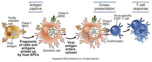 Diagram of cross-presentation by dendritic cells