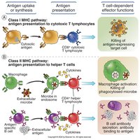 Diagram of physiological significance of MHC-associated antigen presentation
