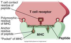 Diagram of T cell receptor interaction with MHC and peptide