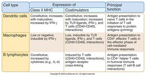 Table comparing dendritic cells, macrophages, and B lymphocytes as APCs