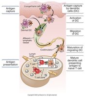 Steps of dendritic cell antigen capture, migration, and presentation