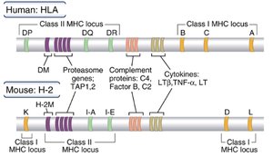 Diagram of human and mouse MHC loci