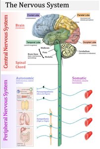 Diagram of the nervous system showing CNS and PNS divisions